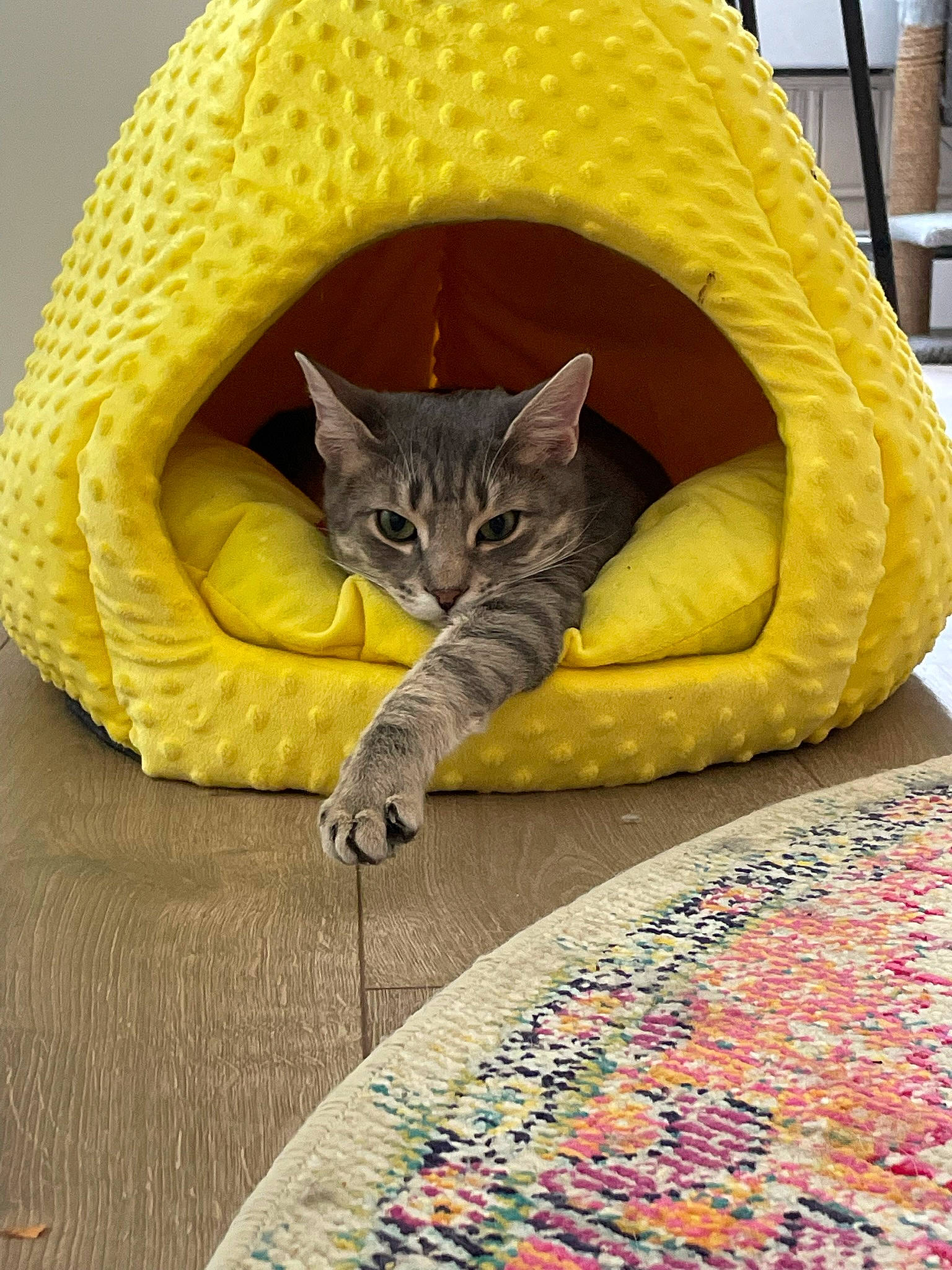 Basil is registered to the contest to win money with this photo: bean_bag, carnivore, cat, cat_bed, cat_supply, chair, comfort, domestic_short_haired_cat, felidae, flooring, grass, grey, linens, pattern, plant, small_to_medium_sized_cats, tail, whiskers, wicker, yellow