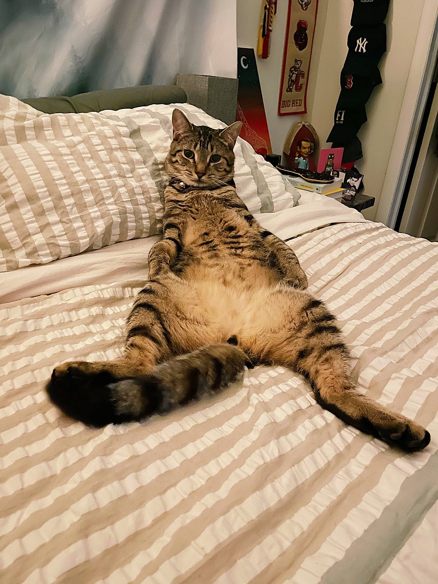 James is registered to the contest to win money with this photo: bed, carnivore, cat, claw, comfort, domestic_short_haired_cat, fawn, felidae, floor, flooring, fur, grey, linens, small_to_medium_sized_cats, snout, tail, terrestrial_animal, textile, whiskers, wood