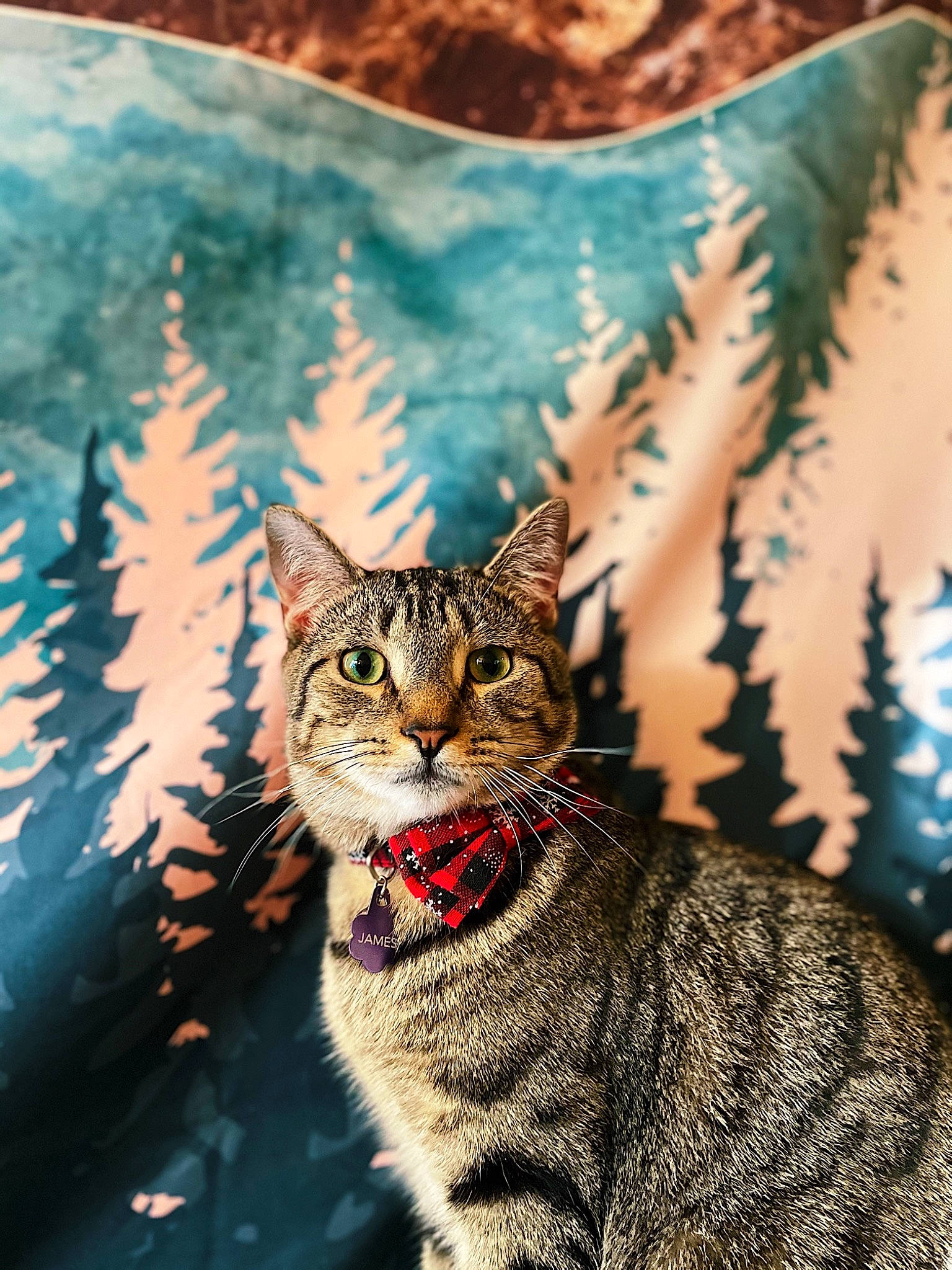 James is registered to the contest to win money with this photo: art, carnivore, cat, close_up, conifer, domestic_short_haired_cat, fawn, felidae, fur, grass, mammal, painting, plant, small_to_medium_sized_cats, snout, tail, terrestrial_animal, tree, whiskers, wildlife
