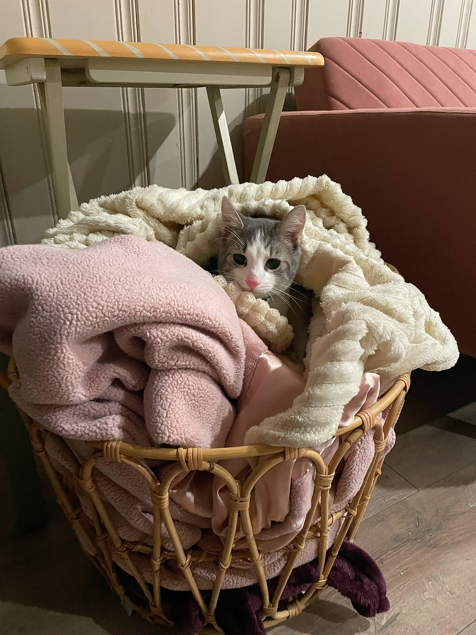 Sage is registered to the contest to win money with this photo: baby_products, bag, basket, carnivore, cat, cat_bed, cat_supply, comfort, fawn, felidae, fur, linens, luggage_and_bags, small_to_medium_sized_cats, storage_basket, table, textile, whiskers, wicker, wood