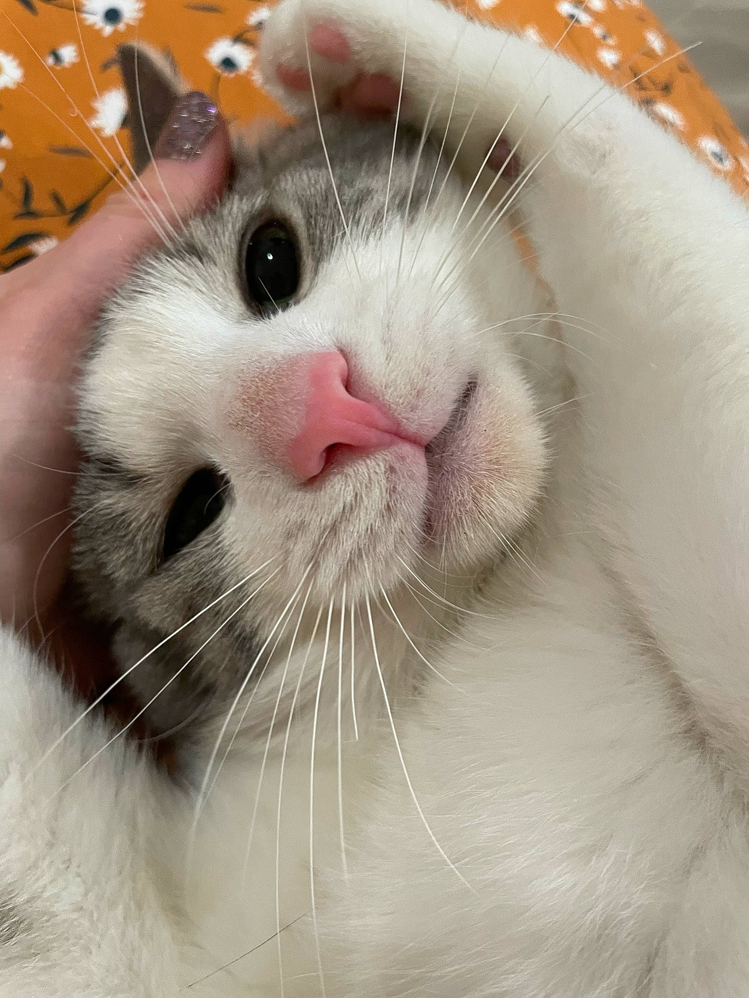 Sage joined the competition — help win amazing prizes! carnivore, cat, domestic_short_haired_cat, eye, eyelash, felidae, fur, iris, paw, small_to_medium_sized_cats, snout, terrestrial_animal, whiskers