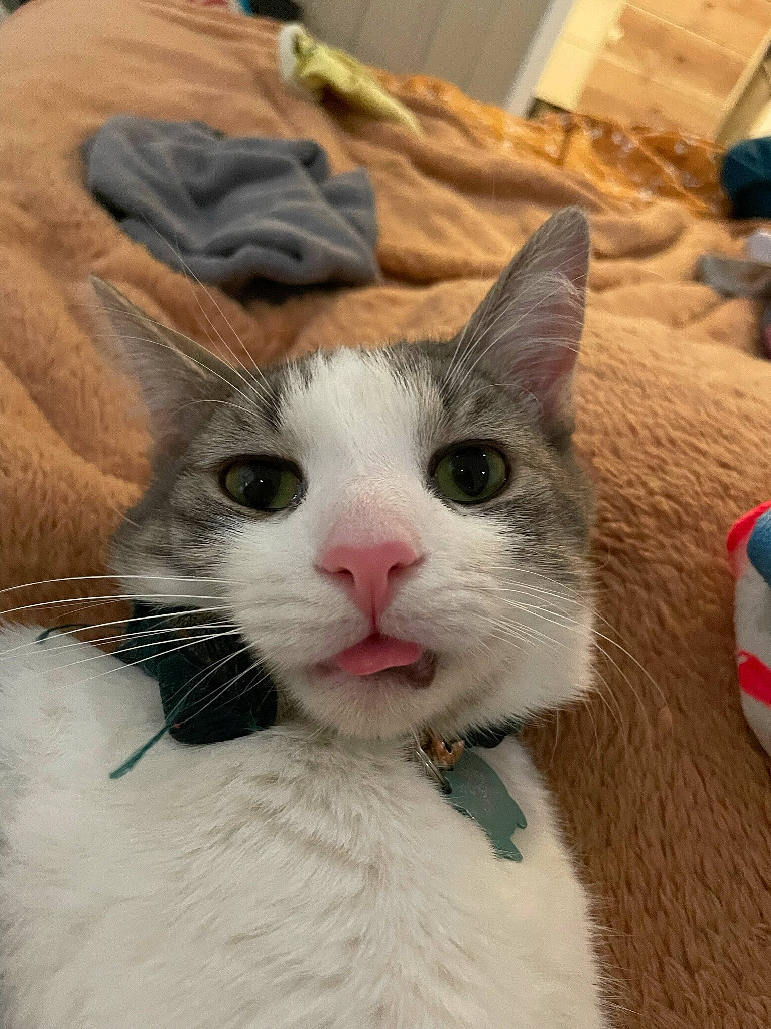 Sage joined the competition — help win amazing prizes! carnivore, cat, collar, domestic_short_haired_cat, eye, fawn, felidae, fur, iris, nose, paw, small_to_medium_sized_cats, snout, tableware, tail, tree, whiskers, window, wood