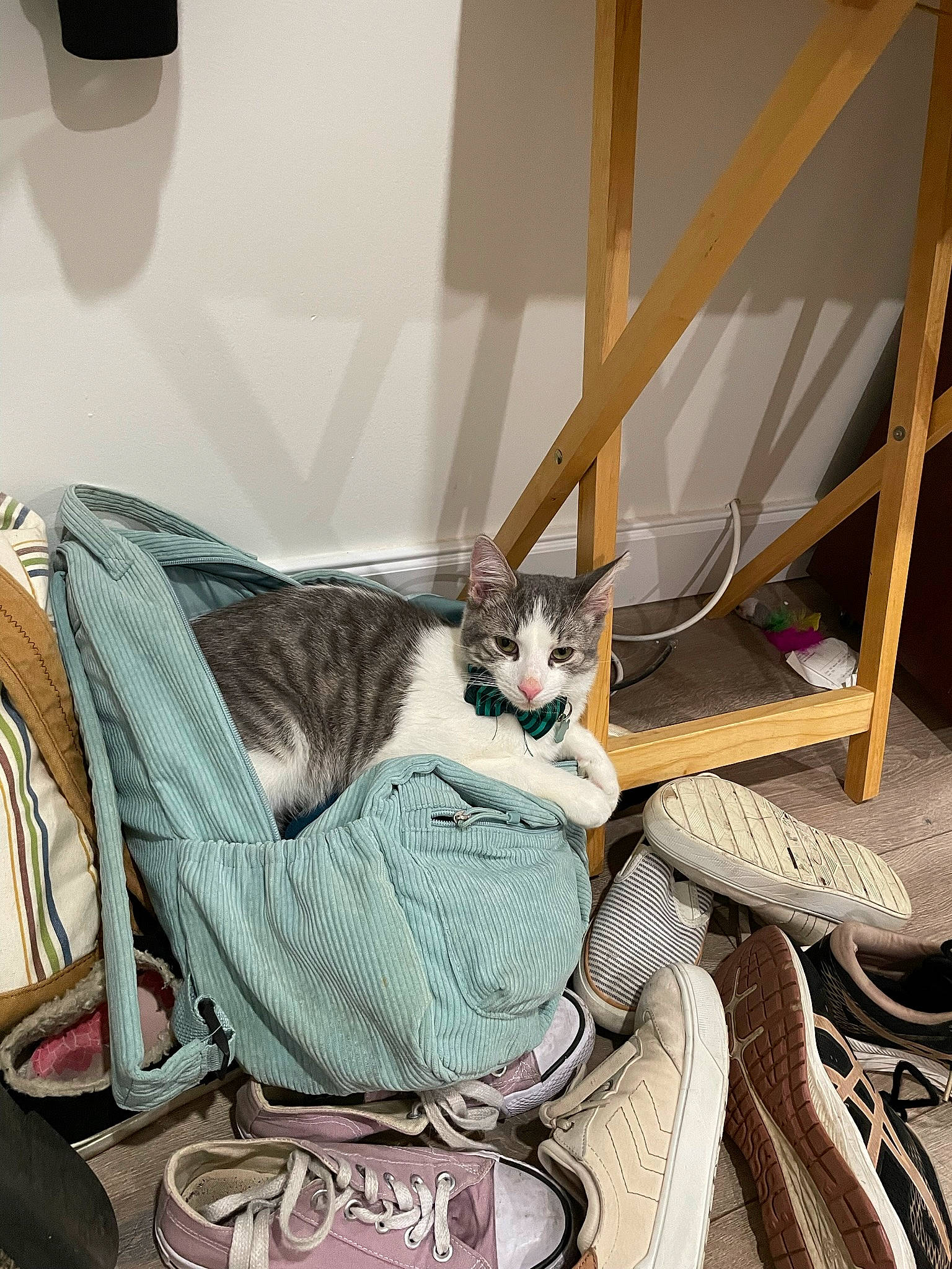 Sage is registered to the contest to win money with this photo: baby_products, bed, carnivore, cat, cat_supply, comfort, domestic_short_haired_cat, felidae, flooring, fur, hardwood, linens, nap, pet_supply, room, sitting, small_to_medium_sized_cats, tail, whiskers, wood