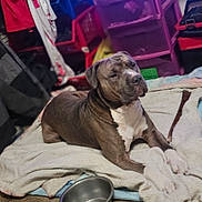 Dozer joined the competition — help win amazing prizes! blanket, brown, carpet, casual, clothing, companion_animal, cozy, dog, domestic, fabric, furniture, household_items, indoor, metal_bowl, pet, relaxed, resting, sleepy, storage_bins, white
