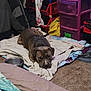 Dozer joined the competition — help win amazing prizes! blanket, bowl, brown_dog, carpet, casual, clothing, comfort, cozy, dog, drawer, furniture, household, indoor, pet, pile, relaxed, resting, room, sleepy, storage