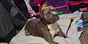 Dozer is registered to the contest to win money with this photo: blanket, brown, carpet, casual, clothing, companion_animal, cozy, dog, domestic, fabric, furniture, household_items, indoor, metal_bowl, pet, relaxed, resting, sleepy, storage_bins, white