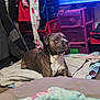 Dozer joined the competition — help win amazing prizes! animal, blanket, brown_dog, canine, carpet, coat, comfort, dog, domestic, furniture, household, indoor, laying_down, pet, plastic_drawers, relaxed, resting, room, storage, white_chest