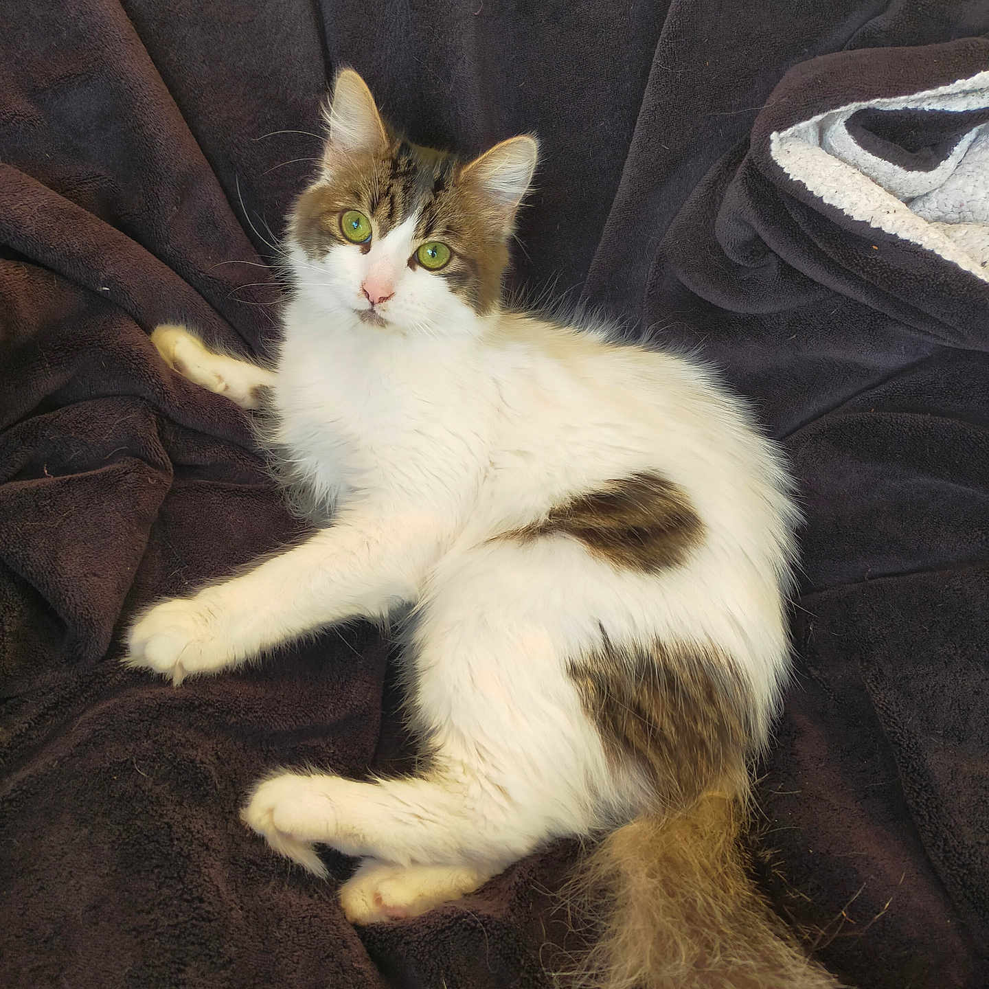 Vaiana participe au concours pour gagner de l'argent avec cette photo : animal, blanket, brown, cat, comfort, cozy, curious, cute, feline, fluffy, fur, green_eyes, indoor, mammal, pet, relaxed, resting, soft, tail, white