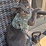 gray_cat, cat, harness, leash, yellow_eyes, woven_chair, outdoor, pet, animal, curious, feline, armrest, kettlebell, door, sunlight, shadow, texture, closeup, domestic_cat, sitting