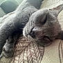 cat, gray_cat, sleeping, whiskers, fur, blanket, closeup, pet, indoor, cozy, resting, soft_light, peaceful, animal, cute, relaxed, feline, pattern, texture, nap