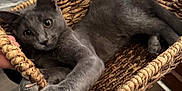 Rayne joined the competition — help win amazing prizes! cat, gray_cat, basket, woven_basket, indoor, wooden_floor, curious_eyes, pet, animal, feline, hands, holding, relaxed, cozy, home, domestic, claws, fur, cute, resting