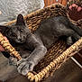 cat, gray_cat, basket, woven_basket, indoor, wooden_floor, curious_eyes, pet, animal, feline, hands, holding, relaxed, cozy, home, domestic, claws, fur, cute, resting
