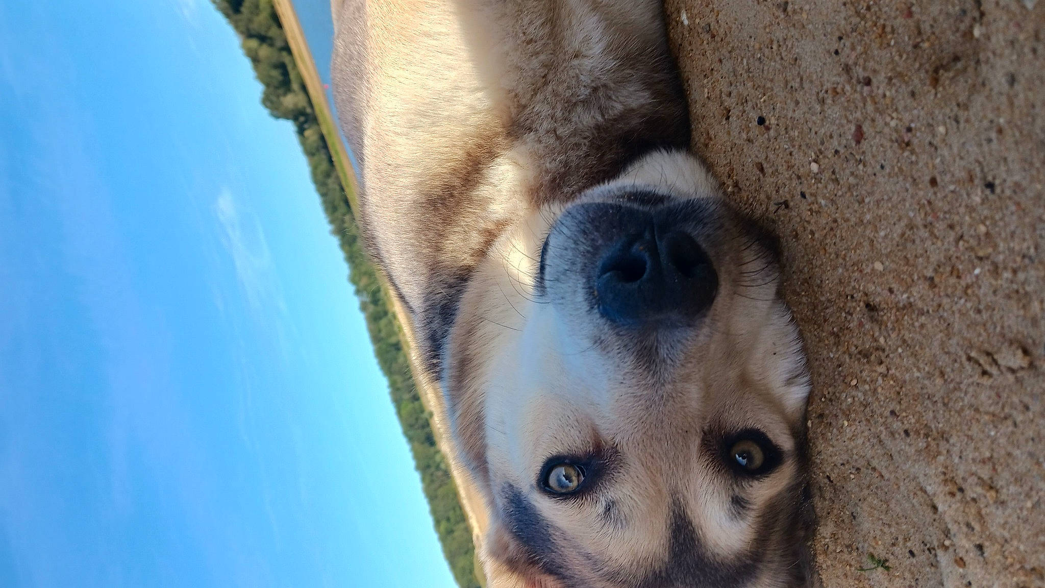 Smyle participe au concours pour gagner de l'argent avec cette photo : carnivore, cloud, companion_dog, dog, dog_breed, electric_blue, eyelash, fawn, fur, nose, plant, sky, sporting_group, terrestrial_animal, tree, whiskers, wildlife, wood, working_animal, wrinkle