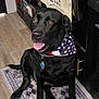 animal, bandana, black_dog, cabinet, canine, collar, dog, flooring, friendly, happy, indoor, kitchen, patriotic, pet, rug, sitting, stars_and_stripes, tag, tongue_out, towel
