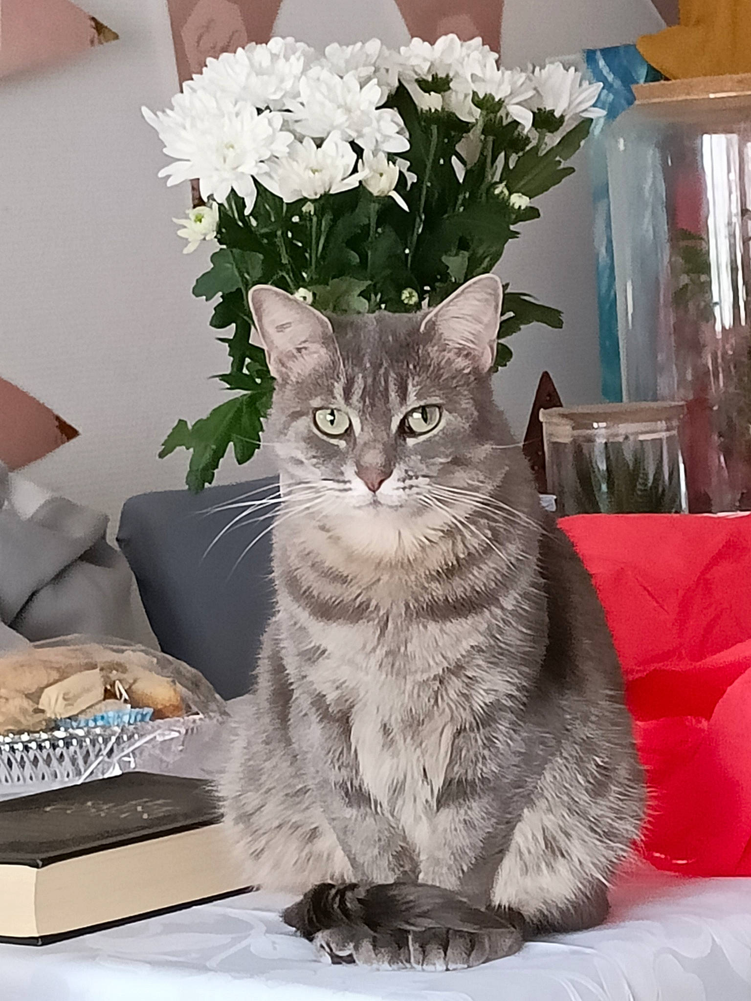 Nala participe au concours pour gagner de l'argent avec cette photo : carnivore, cat, comfort, computer_keyboard, domestic_short_haired_cat, event, felidae, flower, flower_arranging, flowerpot, fur, grey, herbaceous_plant, houseplant, petal, plant, small_to_medium_sized_cats, tail, whiskers, white