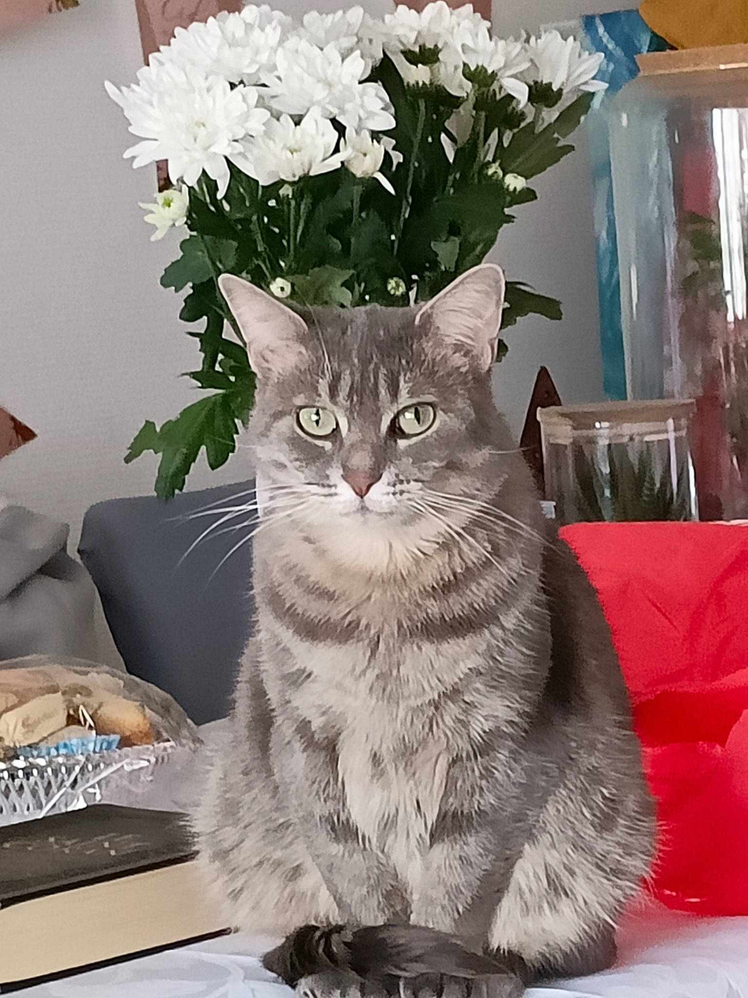 Nala participe au concours pour gagner de l'argent avec cette photo : artificial_flower, carnivore, cat, domestic_short_haired_cat, event, felidae, flower, flower_arranging, flowerpot, fur, grey, herbaceous_plant, houseplant, petal, plant, small_to_medium_sized_cats, table, tail, whiskers, white