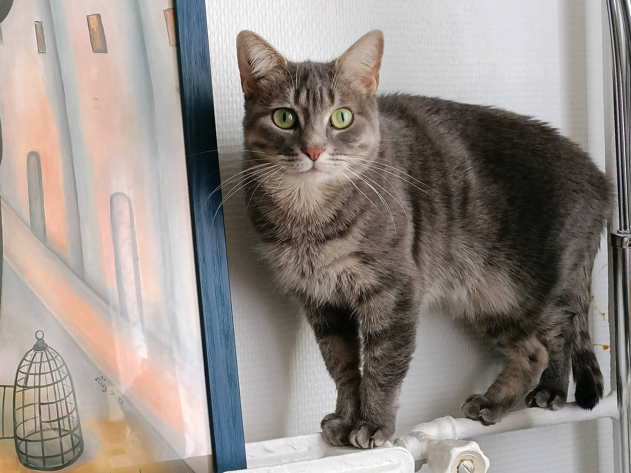 Nala participe au concours pour gagner de l'argent avec cette photo : carnivore, cat, cone, domestic_short_haired_cat, felidae, fur, glass, grey, paw, small_to_medium_sized_cats, snout, tail, terrestrial_animal, whiskers, window