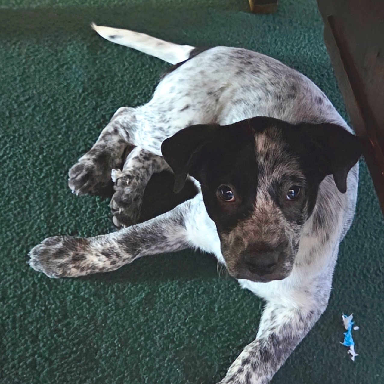 Diesel is registered to the contest to win money with this photo: puppy, dog, indoor, carpet, green_carpet, lying_down, black_and_white, speckled, young_dog, pet, animal, fur, ears, tail, floor, domestic_animal, looking_up, cute, companion, resting