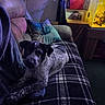Diesel joined the competition — help win amazing prizes! dog, indoor, couch, blanket, plaid, pillow, fish_tank, table, soft_lighting, relaxed, pet, home, furniture, curious, shadow, cozy, container, carpet, curtain, speckled