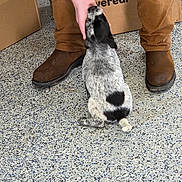 Diesel joined the competition — help win amazing prizes! puppy, dog, black_and_white, speckled_floor, person, hand, brown_boots, brown_pants, cardboard_box, indoor, pet, small_dog, sitting, touching, floor, cute, playful, animal, human_interaction, paw