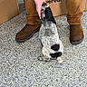 puppy, dog, black_and_white, speckled_floor, person, hand, brown_boots, brown_pants, cardboard_box, indoor, pet, small_dog, sitting, touching, floor, cute, playful, animal, human_interaction, paw