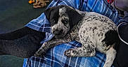 Diesel is registered to the contest to win money with this photo: blanket, blue, couch, cozy, dog, floor, foot, furniture, home, indoor, lap, living_room, pet, plaid, puppy, relaxing, sock, table, toy, tumbler