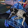 Diesel is registered to the contest to win money with this photo: puppy, dog, lap, blanket, plaid, blue, cozy, living_room, couch, table, tumbler, toy, floor, foot, sock, indoor, pet, relaxing, furniture, home