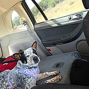 Bluey is registered to the contest to win money with this photo: dog, car_interior, seat, window, harness, red_bag, door_panel, animal, pet, relaxed, spotted_fur, side_view, leash, travel, vehicle, seatbelt, resting, companion, daylight, road_trip