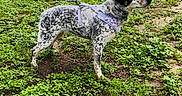 Bluey joined the competition — help win amazing prizes! dog, canine, leash, harness, grass, outdoor, nature, pet, animal, standing, spotting, black_and_white, spotted, alert, side_view, muzzle, ears, ground, daylight, walking