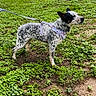 alert, animal, black_and_white, canine, daylight, dog, ears, grass, ground, harness, leash, muzzle, nature, outdoor, pet, side_view, spotted, spotting, standing, walking