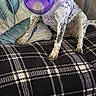 Bluey joined the competition — help win amazing prizes! dog, purple_ball, purple_harness, spotted_dog, plaid_blanket, pillow, leaf_pattern, couch, pet, indoor, sitting, animal, playful, snout, fur, paw, resting, comfort, domestic, toy