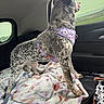 Bluey is registered to the contest to win money with this photo: dog, car_interior, blanket, purple_harness, window, spotted_dog, pet, leash, seat, travel, animal, domestic_animal, looking_out, side_view, curious, alert, fur_pattern, vehicle, companion, indoor
