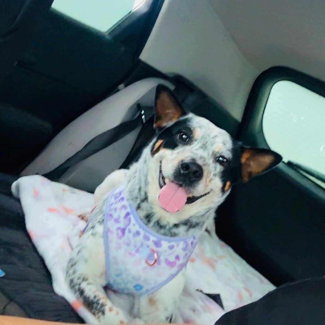 Bluey joined the competition — help win amazing prizes! dog, car_interior, blanket, harness, happy, tongue_out, spotted_coat, pet, animal, seatbelt, window, backseat, transportation, canine, domestic_animal, relaxed, cute, smiling, indoor, travel