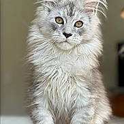 Ulrik participe au concours pour gagner de l'argent avec cette photo : abyssinian, angora, animal, cat, kitten, manx, pet, snout, wood