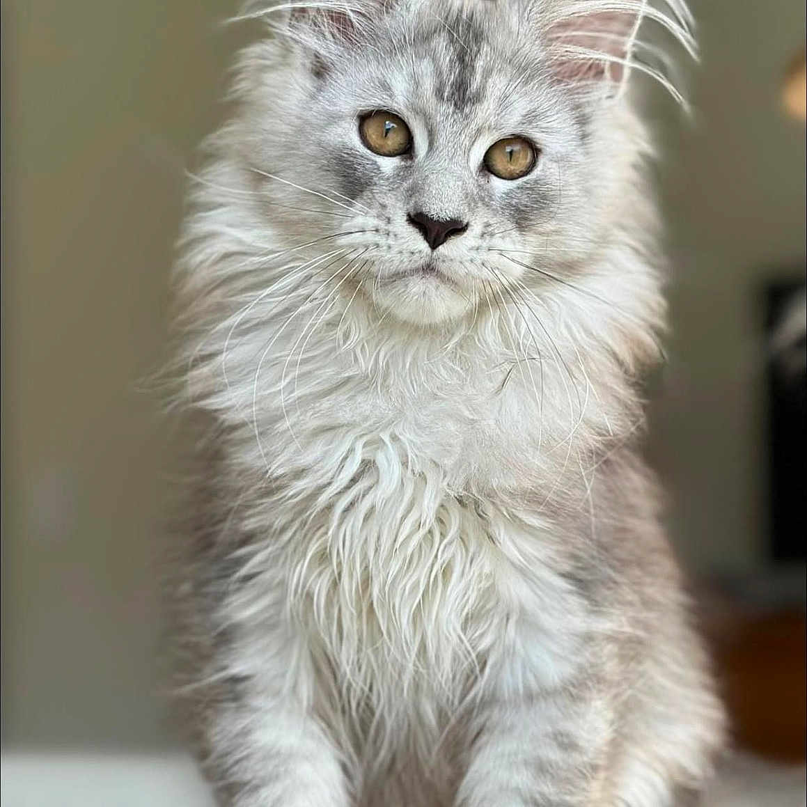 Ulrik participe au concours pour gagner de l'argent avec cette photo : abyssinian, angora, animal, cat, kitten, manx, pet, snout, wood