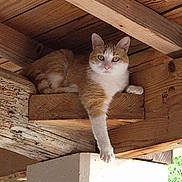 Chie participe au concours pour gagner de l'argent avec cette photo : cat, orange_and_white_cat, wood, beam, roof, paw, relaxed, animal, pet, outdoor, nature, curious, resting, feline, claws, wooden_structure, daylight, texture, close_up, domestic_animal