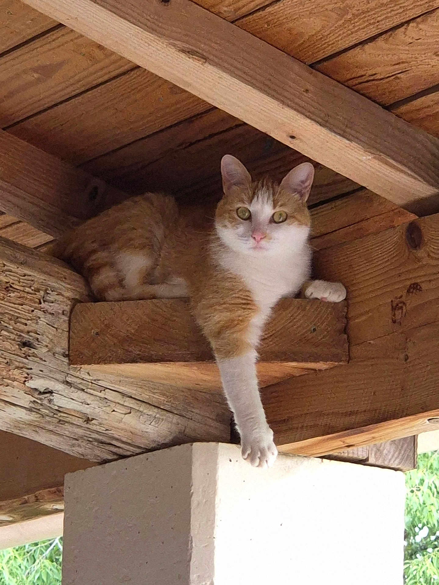 Chie participe au concours pour gagner de l'argent avec cette photo : cat, orange_and_white_cat, wood, beam, roof, paw, relaxed, animal, pet, outdoor, nature, curious, resting, feline, claws, wooden_structure, daylight, texture, close_up, domestic_animal