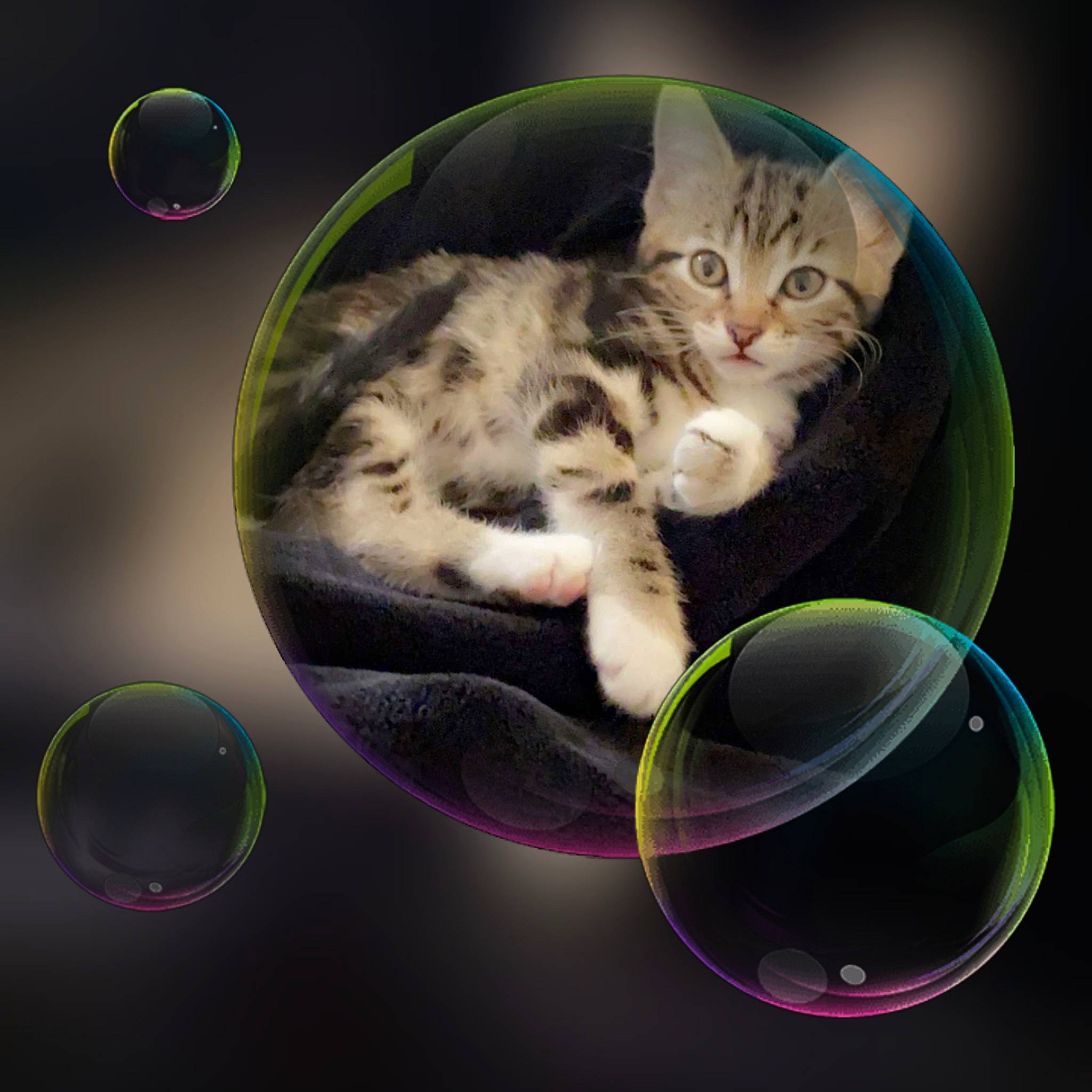 Assouna participe au concours pour gagner de l'argent avec cette photo : art, carnivore, cat, cat_supply, circle, cup, domestic_short_haired_cat, drinkware, event, felidae, font, fur, liquid, organism, paw, serveware, small_to_medium_sized_cats, tableware, tail, whiskers