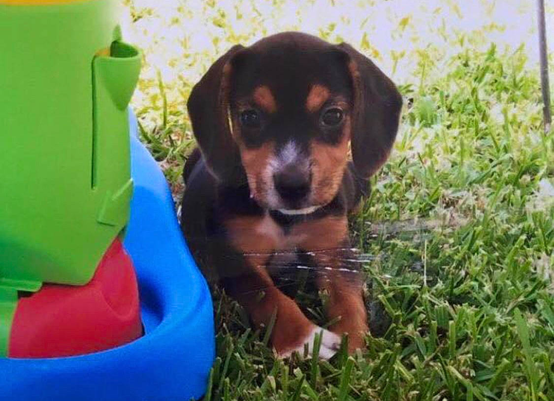 Buddy is registered to the contest to win money with this photo: brown, canidae, carnivore, companion_dog, dog, dog_breed, dog_supply, hound, huntaway, inflatable, liver, paw, pet_supply, plastic, puppy, scent_hound, snout, sporting_group, working_animal, working_dog