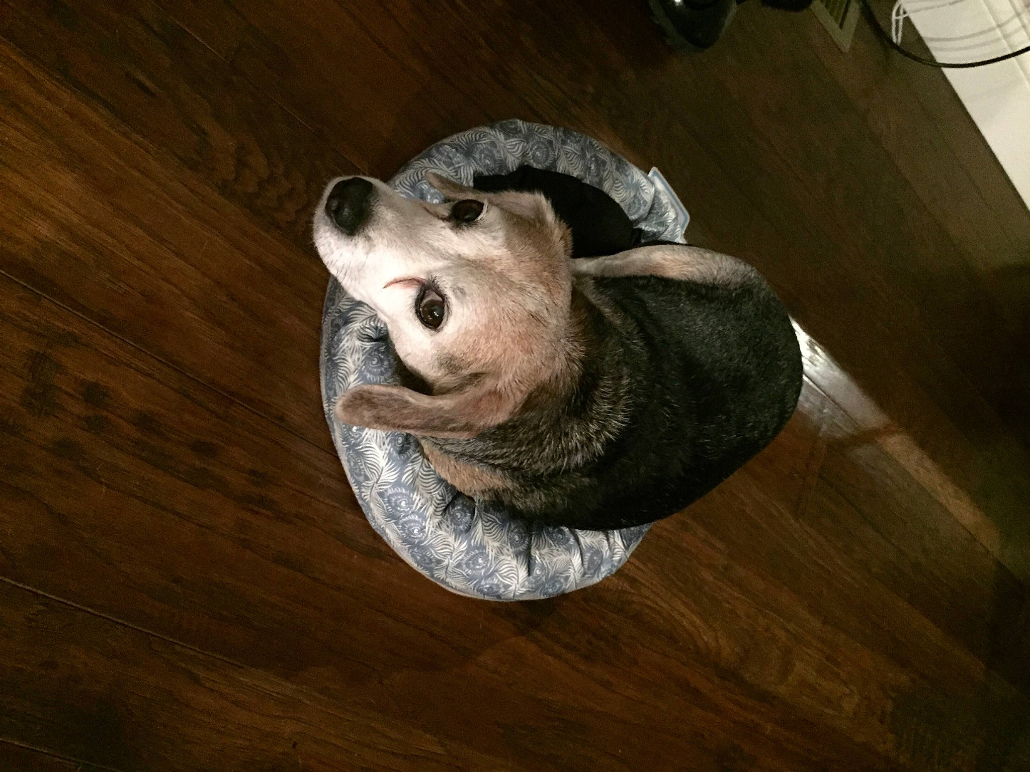 Buddy is registered to the contest to win money with this photo: canidae, carnivore, comfort, companion_dog, dog, dog_breed, floor, flooring, hardwood, laminate_flooring, plywood, snout, varnish, wood, wood_flooring, wood_stain, working_animal, working_dog