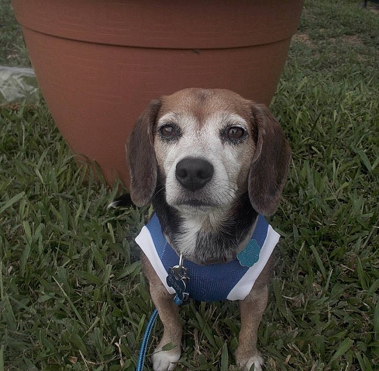 Buddy joined the competition — help win amazing prizes! canidae, carnivore, collar, companion_dog, dog, dog_breed, dog_collar, dog_supply, hound, outdoor_furniture, pet_supply, scent_hound, snout, sporting_group, working_animal, working_dog