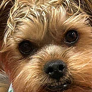Max is registered to the contest to win money with this photo: dog, close_up, portrait, curly_hair, bandana, pet, animal, cute, brown, fur, face, ears, black_nose, whiskers, domestic_animal, looking, indoor, expression, adorable, small_dog