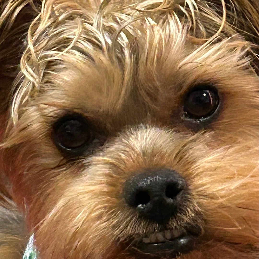 Max is registered to the contest to win money with this photo: dog, close_up, portrait, curly_hair, bandana, pet, animal, cute, brown, fur, face, ears, black_nose, whiskers, domestic_animal, looking, indoor, expression, adorable, small_dog