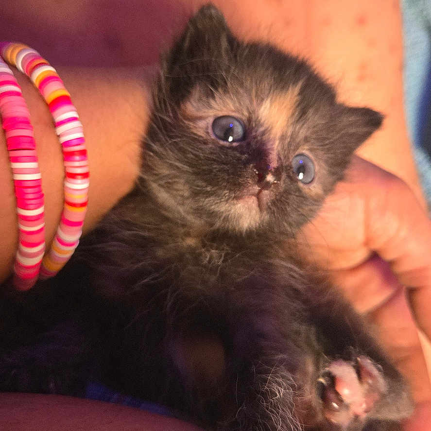Minnie is registered to the contest to win money with this photo: kitten, cat, animal, pet, feline, claws, paw, person, hand, bracelet, skin, closeup, cute, young, small, fur, indoor, resting, holding, curious