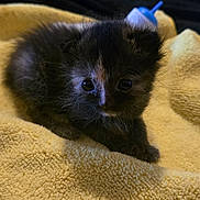 Minnie is registered to the contest to win money with this photo: kitten, cat, animal, pet, yellow_blanket, soft_texture, indoor, cute, small, fur, black_fur, brown_fur, young, curious, cozy, resting, portrait, close_up, background_blur, domestic