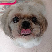 Bamby participe au concours pour gagner de l'argent avec cette photo : dog, cute, fluffy, tongue_out, pet, close_up, animal, brown, white, fur, face, playful, adorable, indoor, portrait, small_dog, canine, whiskers, friendly, looking_up