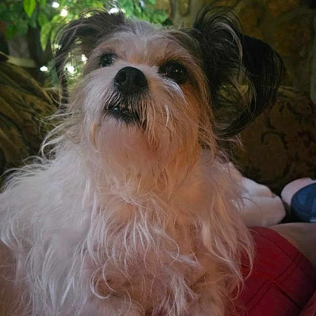 Bella