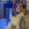 alert, blue_lighting, brown_and_white, collie, companion_animal, couch, dog, fluffy, fur, furniture, home_decor, indoor, large_ears, living_room, long_hair, looking_at_camera, paws, pet, portrait, sitting