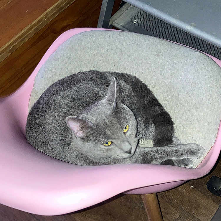 Marley participe au concours pour gagner de l'argent avec cette photo : abyssinian, animal, armchair, blackcat, cat, chair, cushion, desk, drawer, furniture, hardwood, homedecor, indoors, interiordesign, kitten, manx, pet, plywood, table, wood