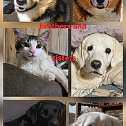 Sadie is registered to the contest to win money with this photo: animal, cat, collage, companions, cute, dog, ears, eyes, face, family, friendly, fur, indoor, looking, mammal, nose, pet, portrait, sitting, whiskers